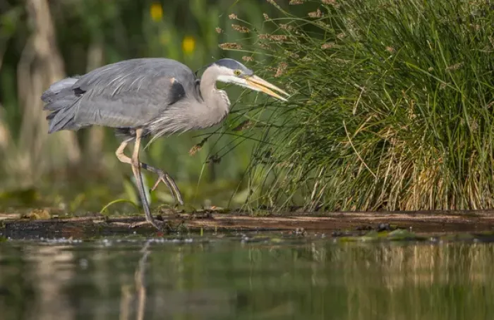 Framed Print : USA, Washington State. Great Blue Heron (Ardea herodias) stalks for food on Union Bay Framed Print : USA, Washington State. Great Blue Heron (Ardea herodias) stalks for food on Union Bay