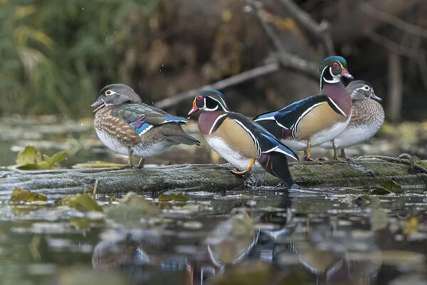 USA, Washington State. Group of Wood Ducks (Aix sponsa) perch on a log in Union Bay in Seattle