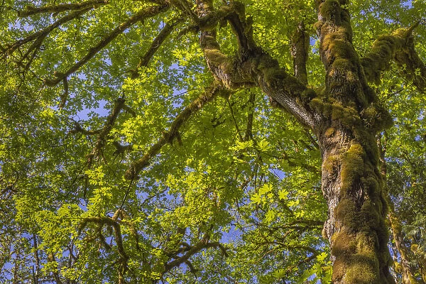 USA, Washington State, Guillemot Cove Nature Reserve. Mossy bigleaf maple tree and foliage