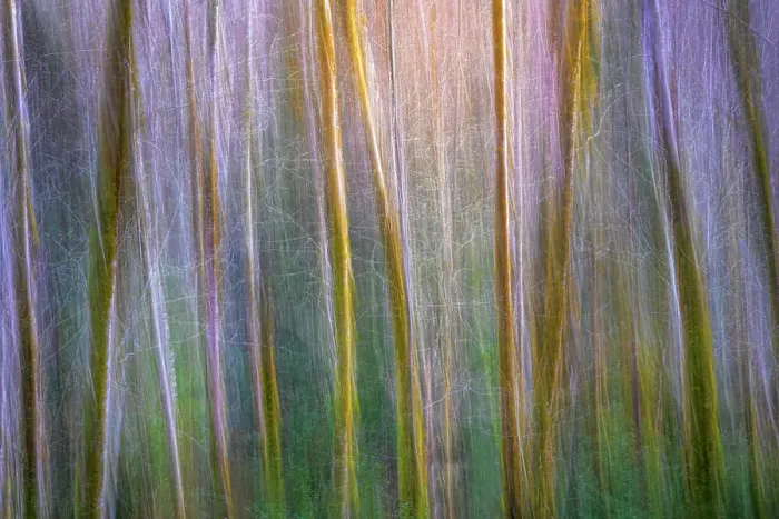 Framed Print : USA, Washington State, Guillemot Cove Nature Preserve. Alder tree abstract. ©Don Paulson / Jaynes Gallery / DanitaDelimont.com Framed Print : USA, Washington State, Guillemot Cove Nature Preserve. Alder tree abstract. ©Don Paulson / Jaynes Gallery / DanitaDelimont.com