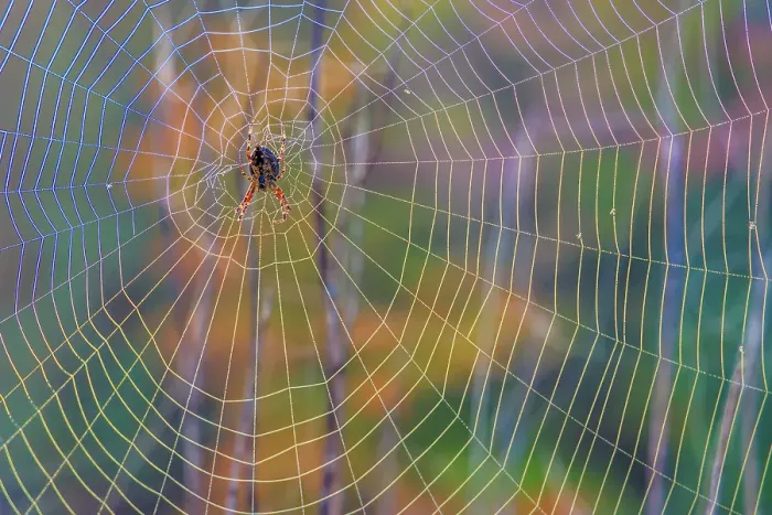 Framed Print : USA, Washington State, Guillemot Cove Nature Preserve. Cross orb-weaver spider on web. ©Don Paulson  /  Jaynes Gallery  /  DanitaDelimont.com