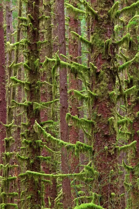Framed Print : USA, Washington State, Hoh River Trust. Sitka spruce trees with moss. ©Don Paulson / Jaynes Gallery / DanitaDelimont.com Framed Print : USA, Washington State, Hoh River Trust. Sitka spruce trees with moss. ©Don Paulson / Jaynes Gallery / DanitaDelimont.com