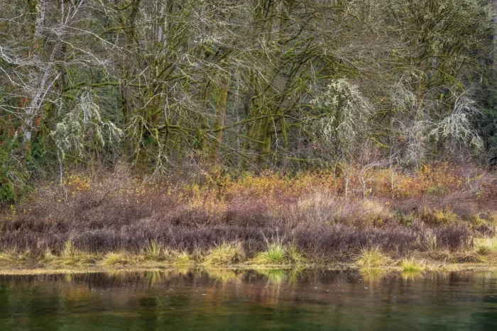 Framed Print : USA, Washington State, Hood Canal. Forest reflects in canal Framed Print : USA, Washington State, Hood Canal. Forest reflects in canal
