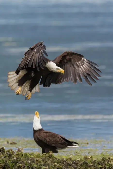 Framed Print : USA, Washington State. Hood Canal, bald eagle flyby Framed Print : USA, Washington State. Hood Canal, bald eagle flyby