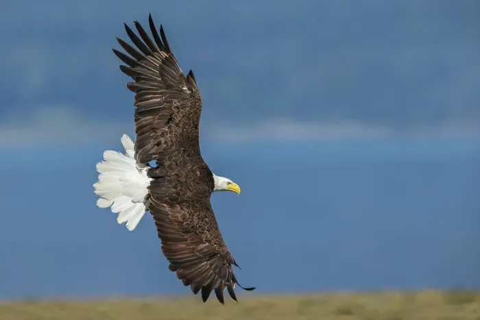 Framed Print : USA, Washington State. Hood Canal, Salish Sea, bald eagle flyby