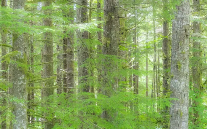 Framed Print : USA, Washington State. Hump tulips Hemlock evergreen forest Framed Print : USA, Washington State. Hump tulips Hemlock evergreen forest