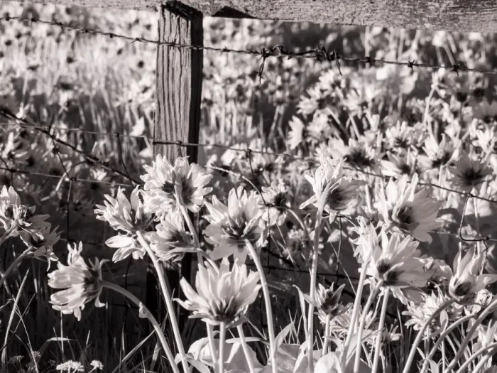 Framed Print : USA, Washington State. Infrared capture of fence line and wildflowers Framed Print : USA, Washington State. Infrared capture of fence line and wildflowers