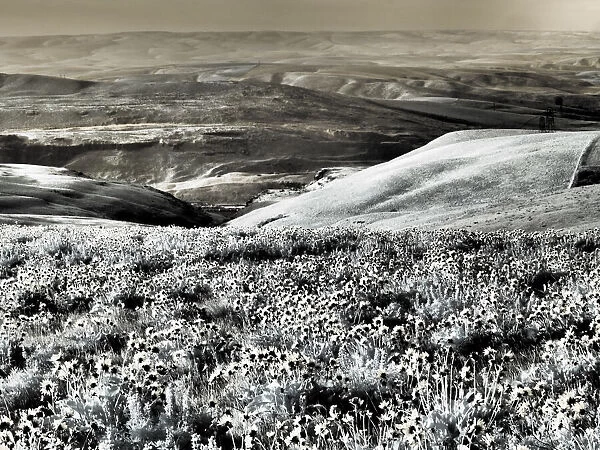 USA, Washington State. Infrared capture Spring wildflowers and hills