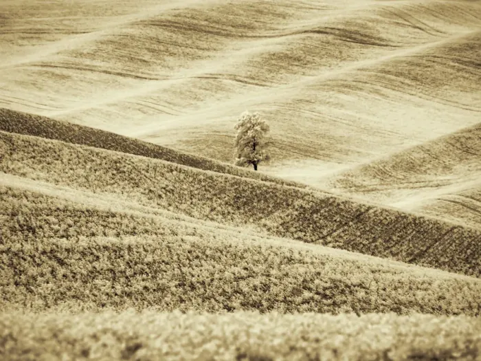 Framed Print : USA, Washington State. Infrared of lone tree in wheat field Framed Print : USA, Washington State. Infrared of lone tree in wheat field