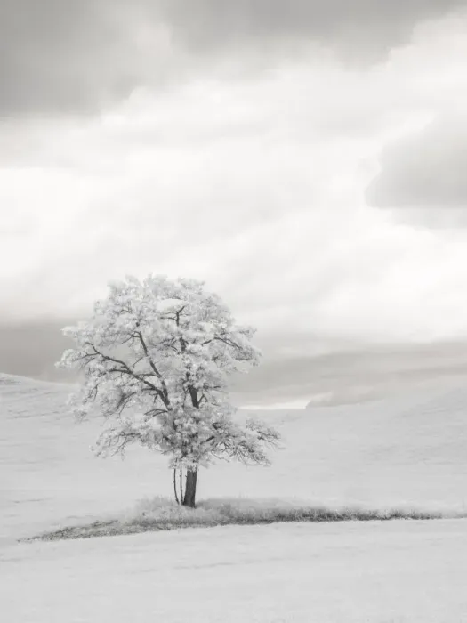 Framed Print : USA, Washington State. Infrared of lone tree in wheat field Framed Print : USA, Washington State. Infrared of lone tree in wheat field