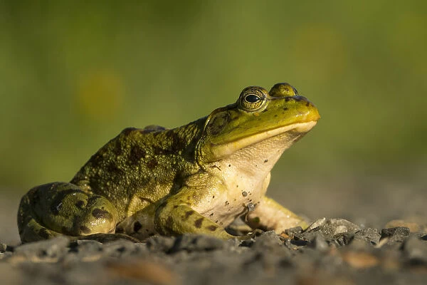 USA, Washington State. (Introduced) American Bullfrog (Lithobates catesbeianus)