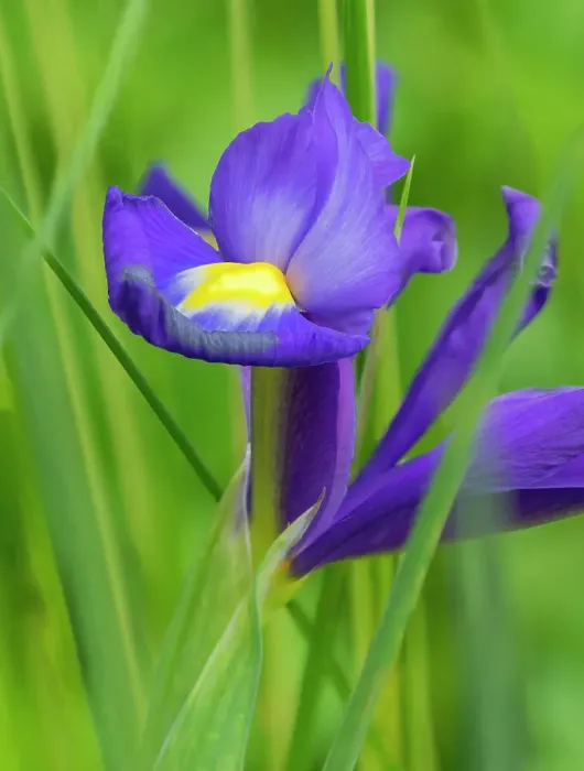 Framed Print : USA, Washington State. Iris Framed Print : USA, Washington State. Iris