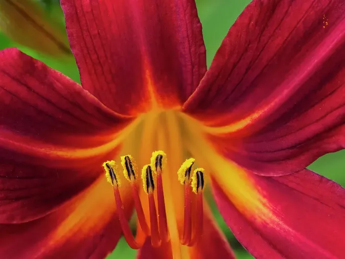 Framed Print : Usa, Washington State, Issaquah. Orange and red daylily flower close-up Framed Print : Usa, Washington State, Issaquah. Orange and red daylily flower close-up