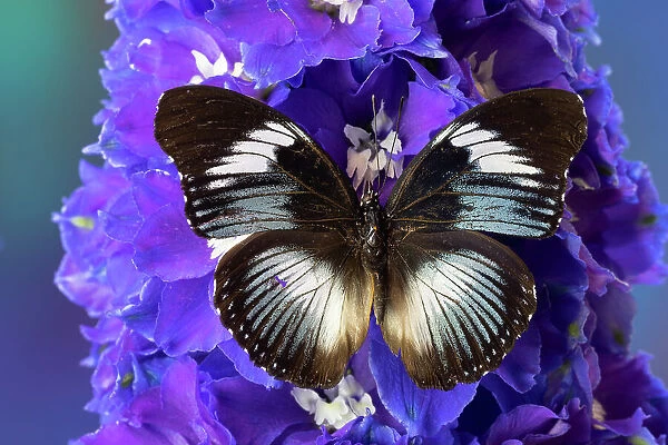 USA, Washington State, Issaquah. Butterfly on flowers