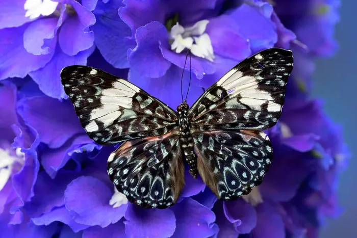 Framed Print : USA, Washington State, Issaquah. Butterfly on flowers