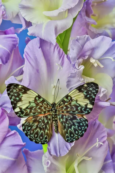 Framed Print : USA, Washington State, Issaquah. Butterfly on flowers Framed Print : USA, Washington State, Issaquah. Butterfly on flowers