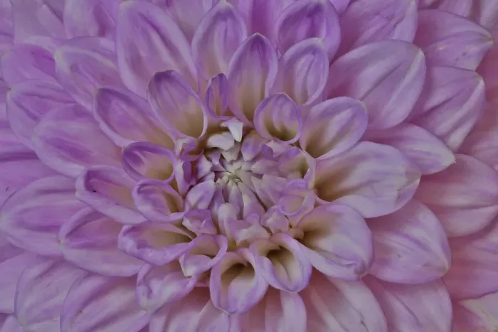 Framed Print : USA, Washington State, Issaquah. Dahlias on display
