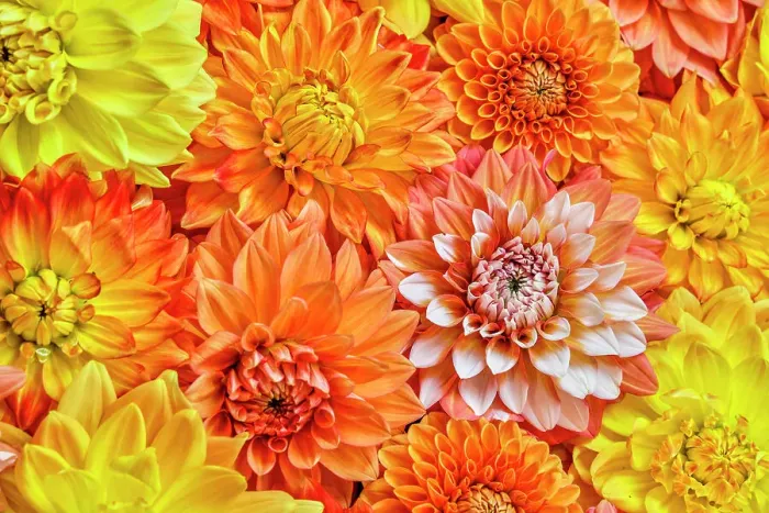 Framed Print : USA, Washington State, Issaquah. Dahlias on display
