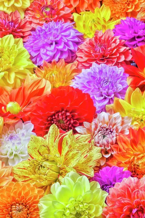 Framed Print : USA, Washington State, Issaquah. Dahlias on display Framed Print : USA, Washington State, Issaquah. Dahlias on display