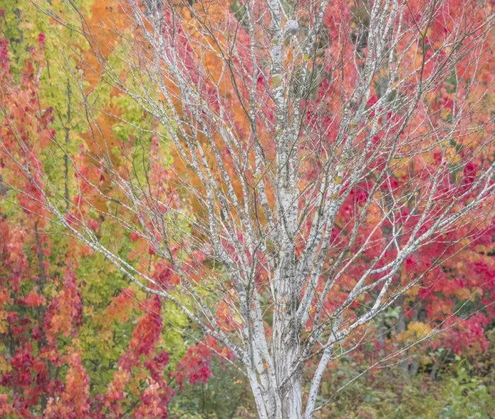 Framed Print : USA, Washington State, Issaquah with fall colored Maple trees along downtown roads Framed Print : USA, Washington State, Issaquah with fall colored Maple trees along downtown roads