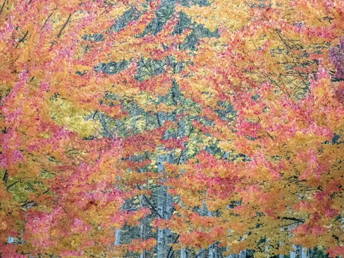 Framed Print : USA, Washington State, Issaquah with fall colored Maple trees along downtown roads