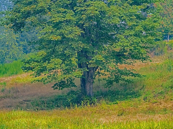 USA, Washington State, Issaquah lone Big Leaf Maple tree in grassy field