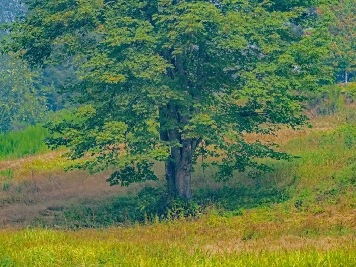 Framed Print : USA, Washington State, Issaquah lone Big Leaf Maple tree in grassy field Framed Print : USA, Washington State, Issaquah lone Big Leaf Maple tree in grassy field