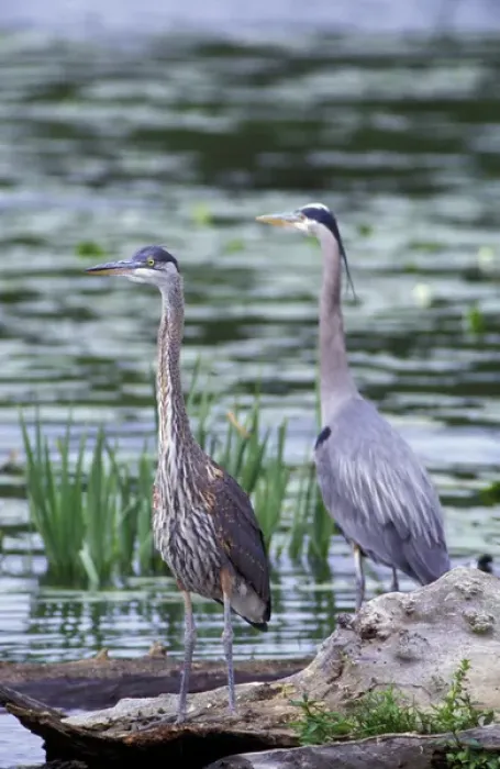 Framed Print : USA, Washington State, Juanita Bay Wetlands. Great Blue Heron pair standing on log