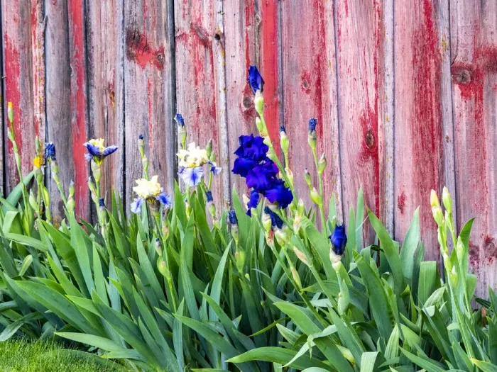 Framed Print : USA, Washington State, Kamiak Butte, Palouse. Bearded Iris along side a wooden barn