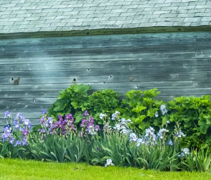 Framed Print : USA, Washington State, Kamiak Butte, Palouse. Bearded Iris along side a wooden barn
