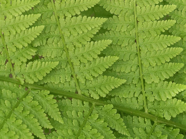 Usa, Washington State, Kirkland. Juanita Bay Park, Lady fern frond pattern from above