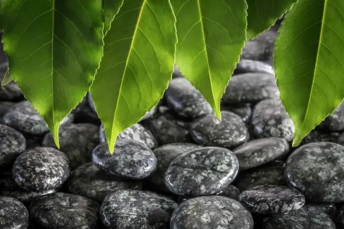 Framed Print : USA, Washington State, Kitsap County. Close-up of beach rocks and leaves. ©Don Paulson / Jaynes Gallery / DanitaDelimont.com Framed Print : USA, Washington State, Kitsap County. Close-up of beach rocks and leaves. ©Don Paulson / Jaynes Gallery / DanitaDelimont.com