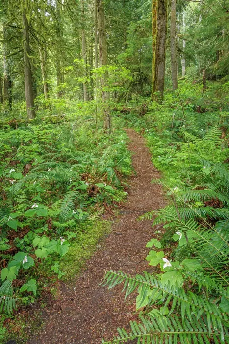 Framed Print : USA, Washington State, Kitsap County. Trail in forest with trillium flowers and sword ferns Framed Print : USA, Washington State, Kitsap County. Trail in forest with trillium flowers and sword ferns