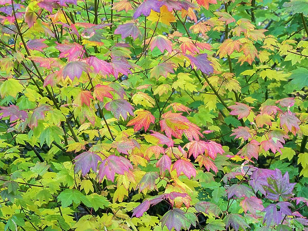USA, Washington State, Kittitas County. Vine maple with fall colors
