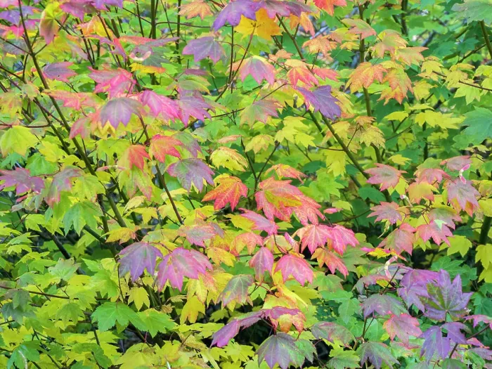 Framed Print : USA, Washington State, Kittitas County. Vine maple with fall colors