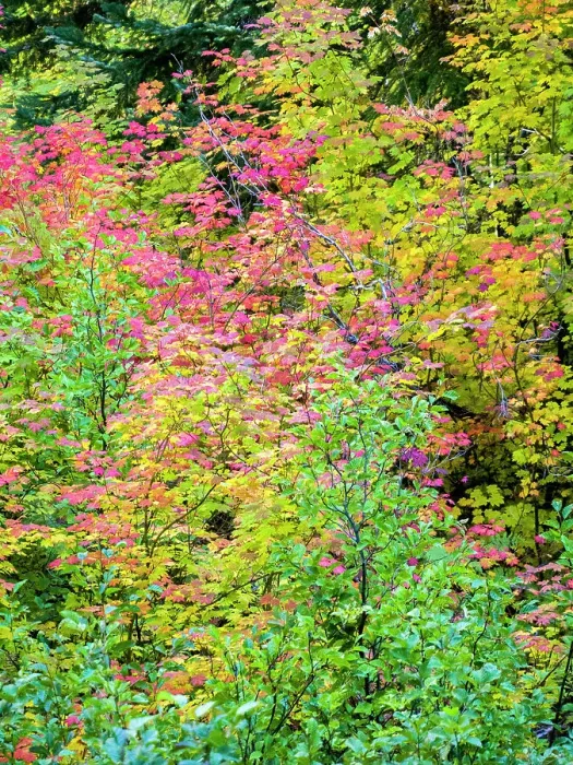 Framed Print : USA, Washington State, Kittitas County. Vine maple with fall colors