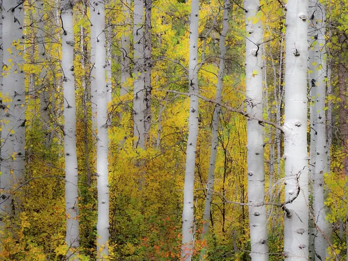 Framed Print : USA, Washington State, Kittitas County. Aspen trunks with vine maples in the fall Framed Print : USA, Washington State, Kittitas County. Aspen trunks with vine maples in the fall