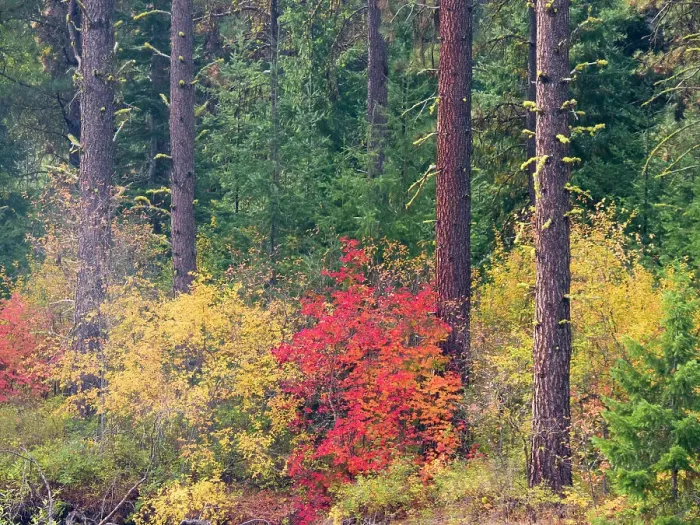 Framed Print : USA, Washington State, Kittitas County. Vine maple with fall colors Framed Print : USA, Washington State, Kittitas County. Vine maple with fall colors