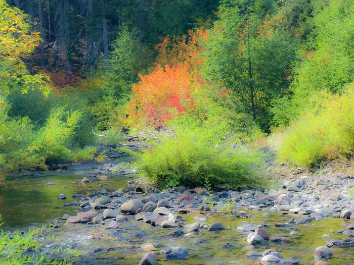 Framed Print : USA, Washington State, Kittitas County. Small creek surrounded by vine maples in the fall Framed Print : USA, Washington State, Kittitas County. Small creek surrounded by vine maples in the fall