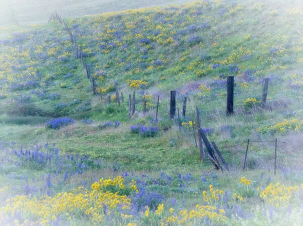 USA, Washington State, Klickitat County. Fence line in a field of lupine and Arrowleaf Balsamroot