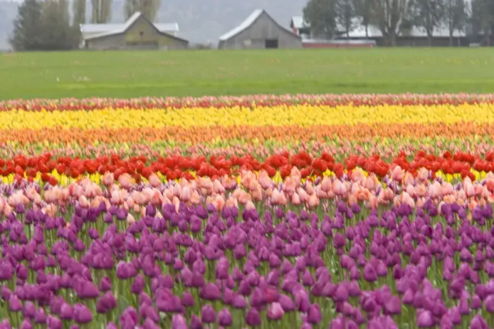 Framed Print : USA, Washington State, La Conner. Skagit Valley Tulip Fields Framed Print : USA, Washington State, La Conner. Skagit Valley Tulip Fields