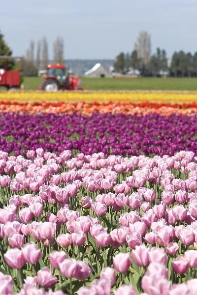 USA, Washington State, La Conner. Skagit Valley Tulip Fields