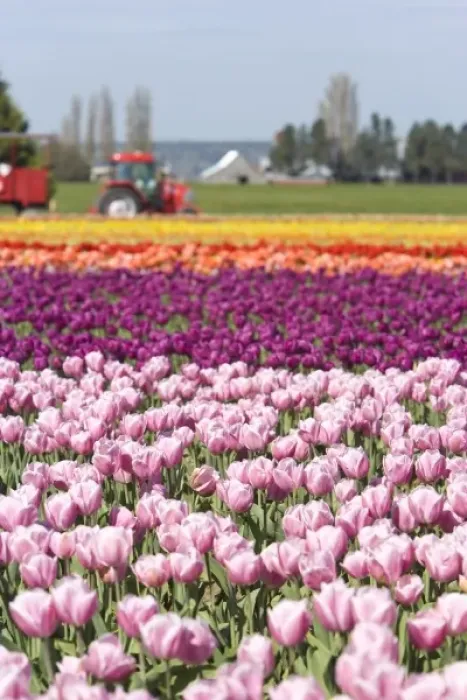 Framed Print : USA, Washington State, La Conner. Skagit Valley Tulip Fields Framed Print : USA, Washington State, La Conner. Skagit Valley Tulip Fields