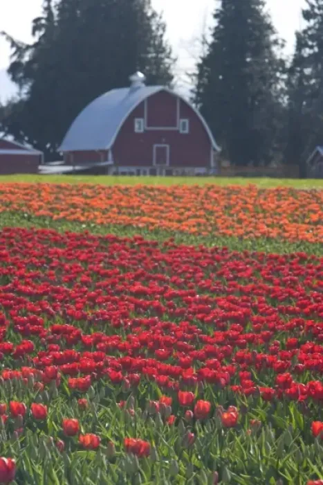 Framed Print : USA, Washington State, La Conner. (PR) Barn, Skagit Valley Tulip Fields Framed Print : USA, Washington State, La Conner. (PR) Barn, Skagit Valley Tulip Fields