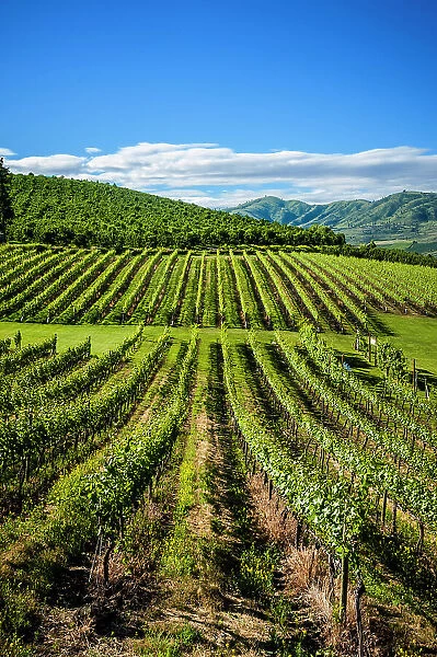 USA, Washington State, Lake Chelan. The estate vineyard of Lake Chelan Winery enjoys a striking view of Lake Chelan. (Editorial Use Only)