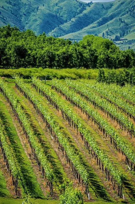 Framed Print : USA, Washington State, Lake Chelan. A vineyard sparkles in the summer sun of Lake Chelan Framed Print : USA, Washington State, Lake Chelan. A vineyard sparkles in the summer sun of Lake Chelan