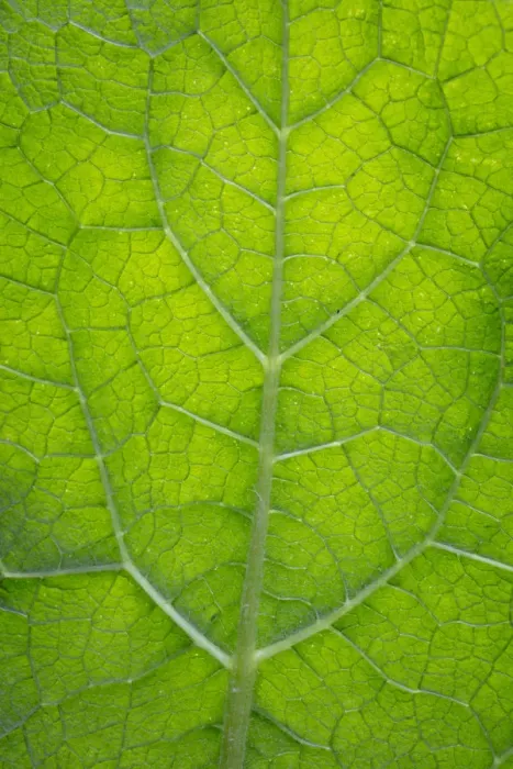 Framed Print : USA, Washington State. Leaf detail. Credit as: Don Paulson / Jaynes Gallery / DanitaDelimont Framed Print : USA, Washington State. Leaf detail. Credit as: Don Paulson / Jaynes Gallery / DanitaDelimont