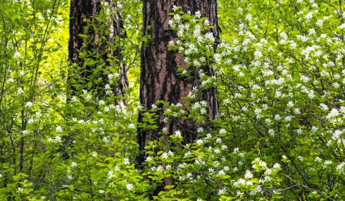 Framed Print : USA, Washington State, Leavenworth white flowering bush amongst Ponderosa Pine Framed Print : USA, Washington State, Leavenworth white flowering bush amongst Ponderosa Pine