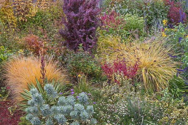USA, Washington State, Lemolo. Garden in autumn. Credit as