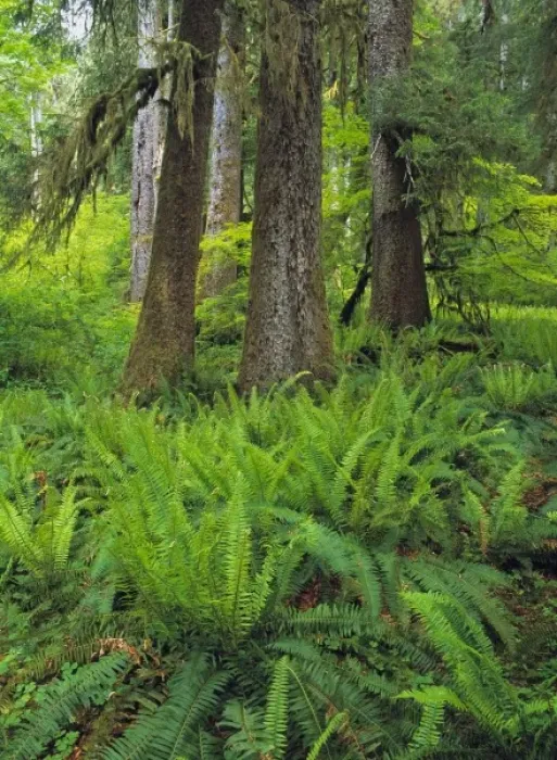 Framed Print : USA, Washington State, Lewis River. Ferns fill the forest floor near the Lewis River Framed Print : USA, Washington State, Lewis River. Ferns fill the forest floor near the Lewis River